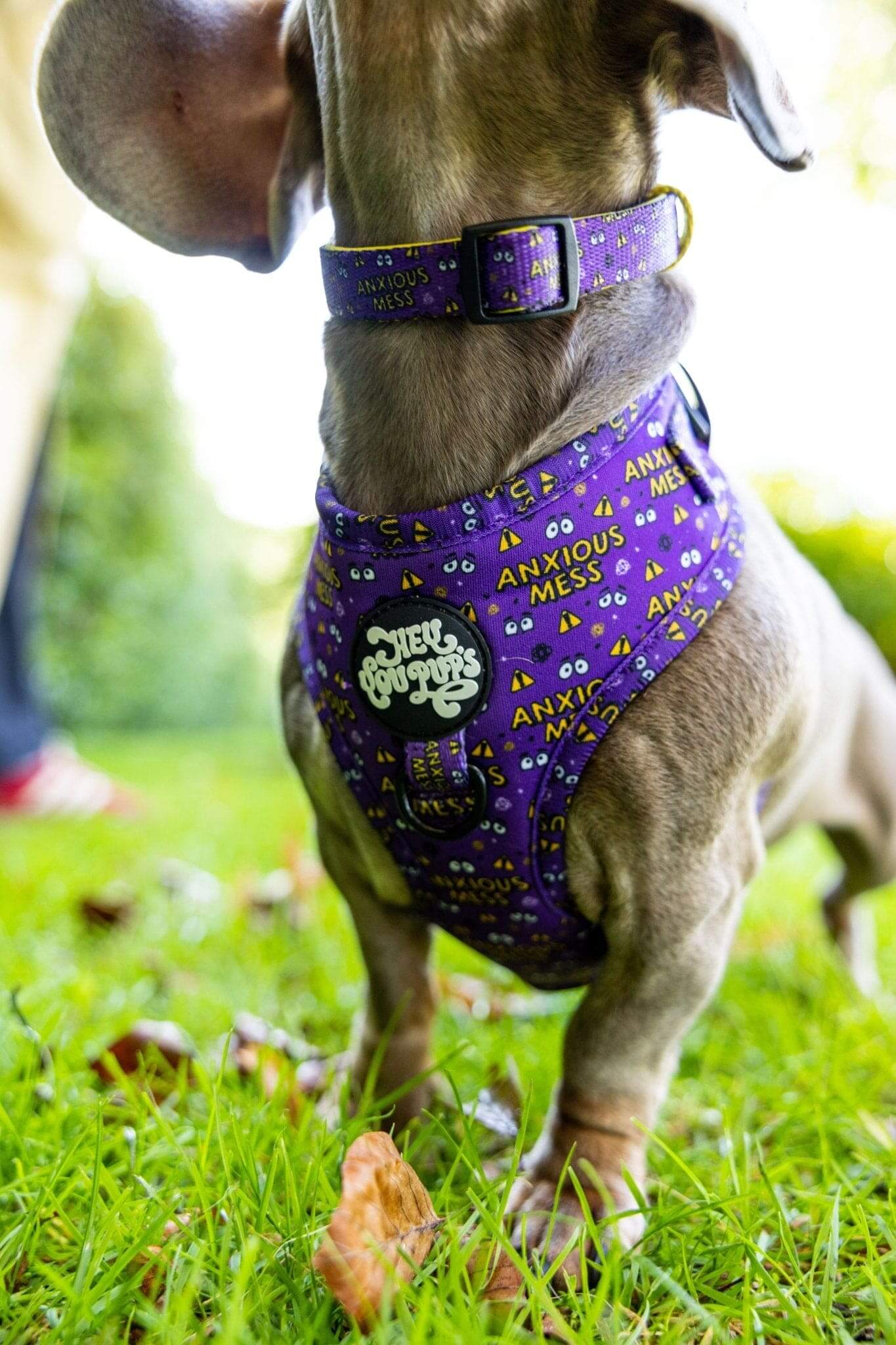 Anxious mess collar