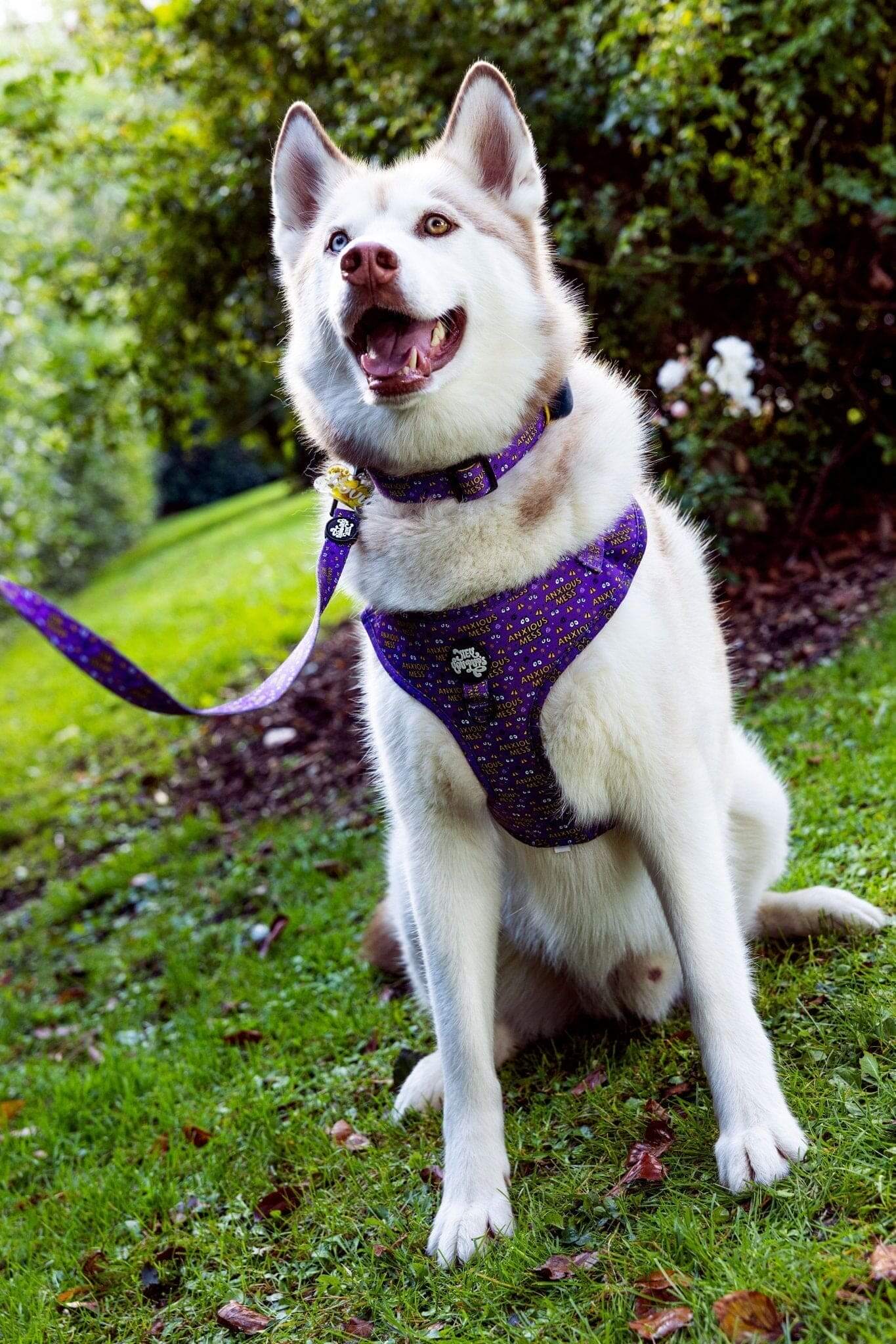Anxious mess harness - Hey You Pups