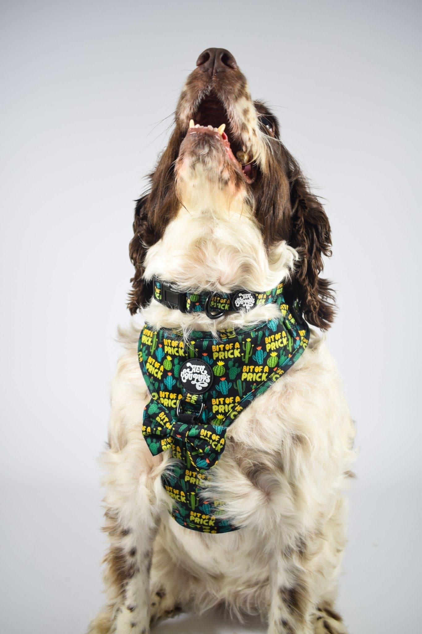 Bit of a pr**k collar