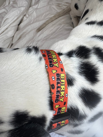 Barky Bell*nd collar