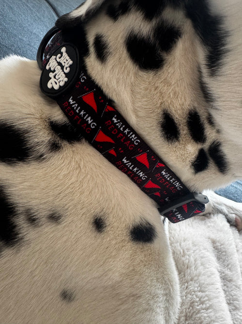 Walking red flag collar