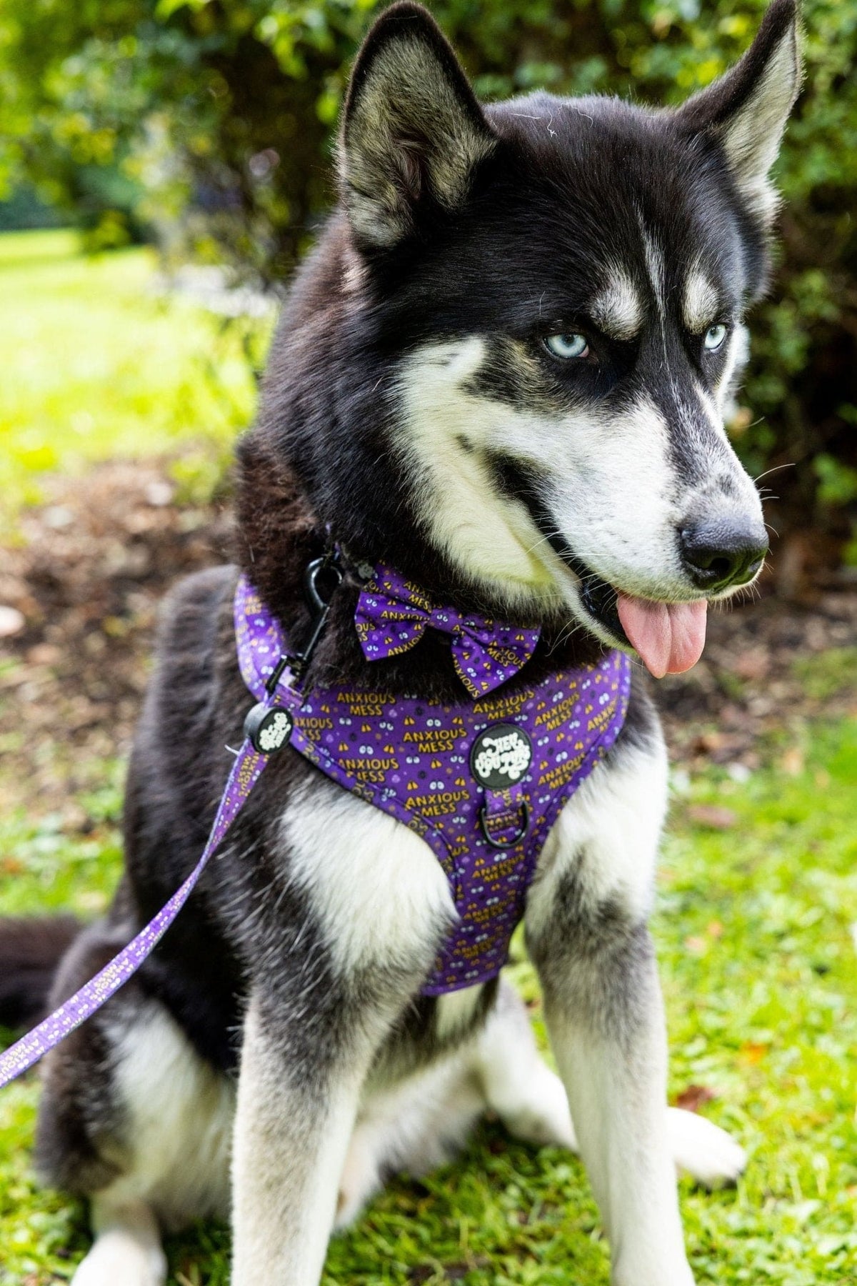 Anxious mess harness - Hey You Pups