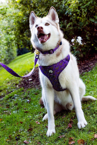 Anxious mess harness