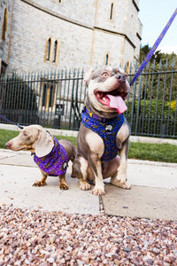 Anxious mess harness - Hey You Pups