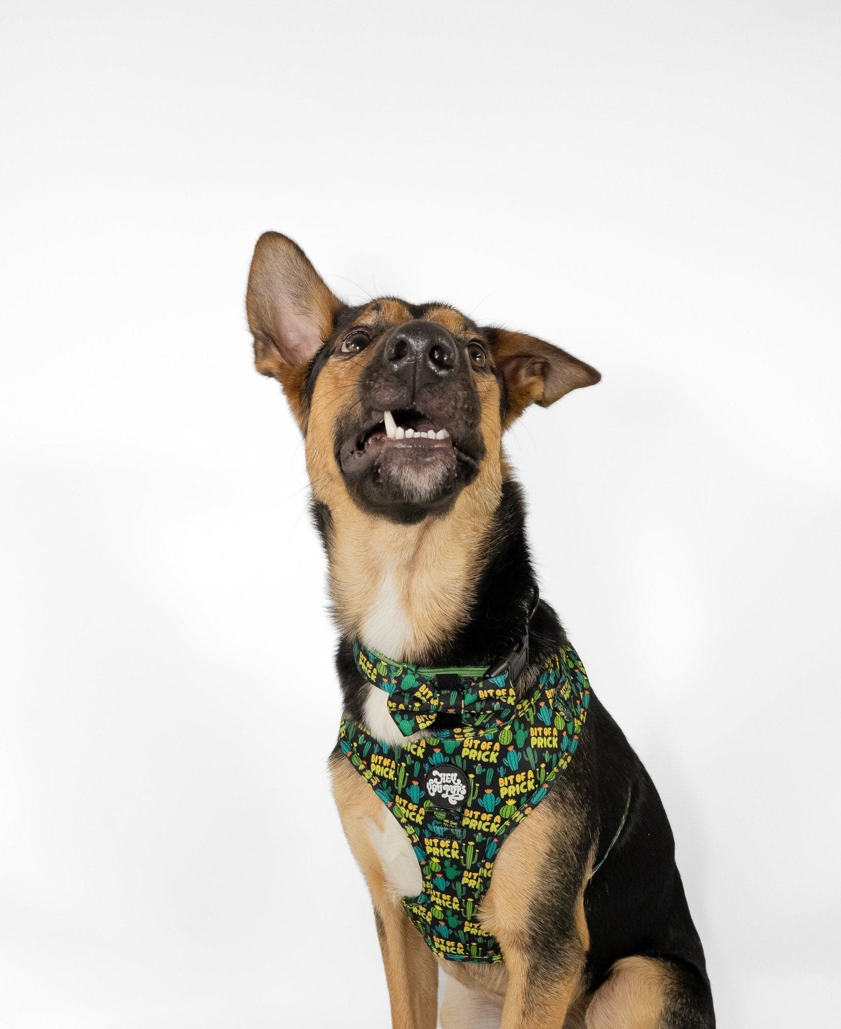 Bit of a prick bow tie - Hey You Pups