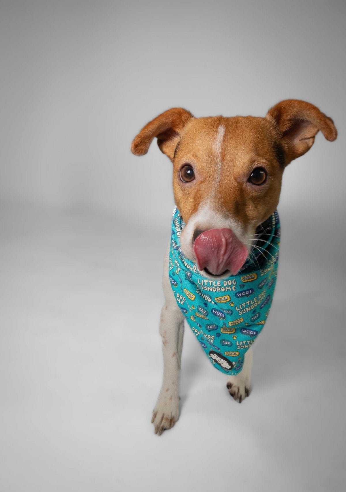 Little dog syndrome bandana - Hey You Pups