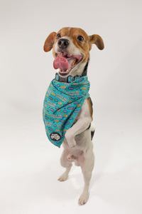 Little dog syndrome bandana - Hey You Pups