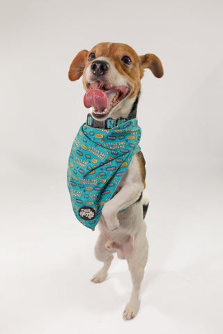 Little dog syndrome bandana