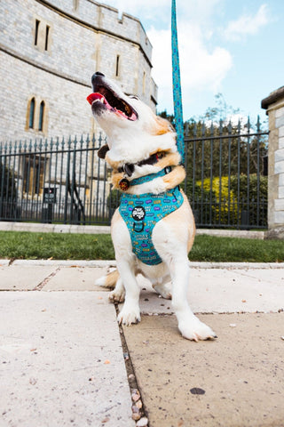 Little dog syndrome collar