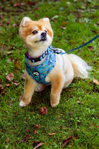 Little dog syndrome collar