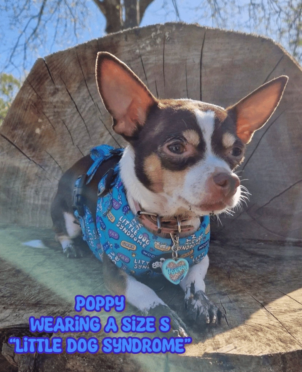 Little dog syndrome harness - Hey You Pups