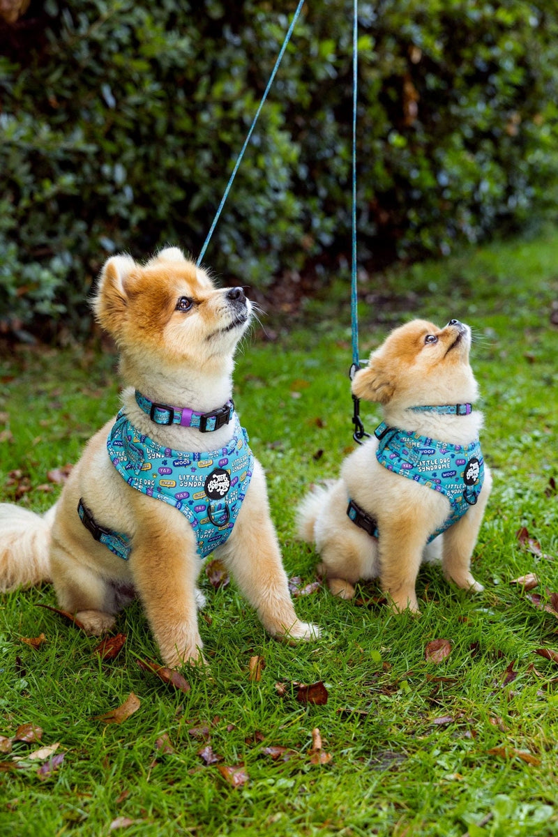 Little dog syndrome harness - Hey You Pups