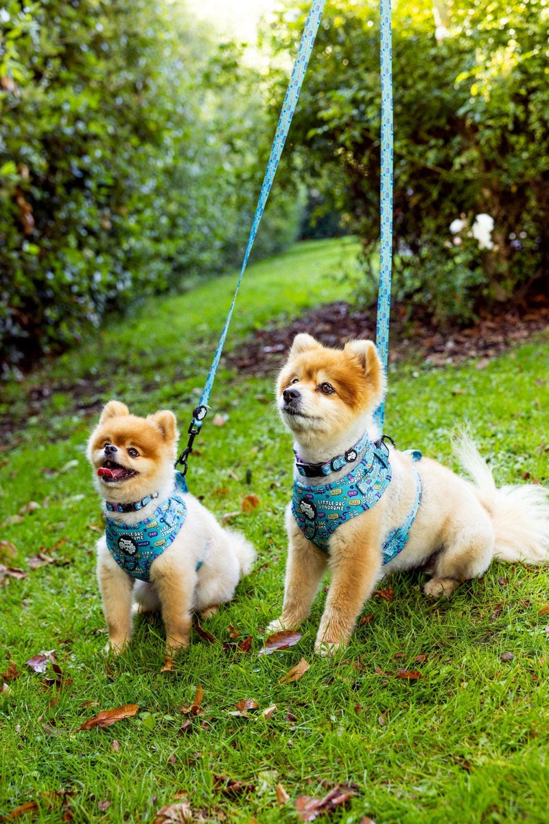 Little dog syndrome harness - Hey You Pups