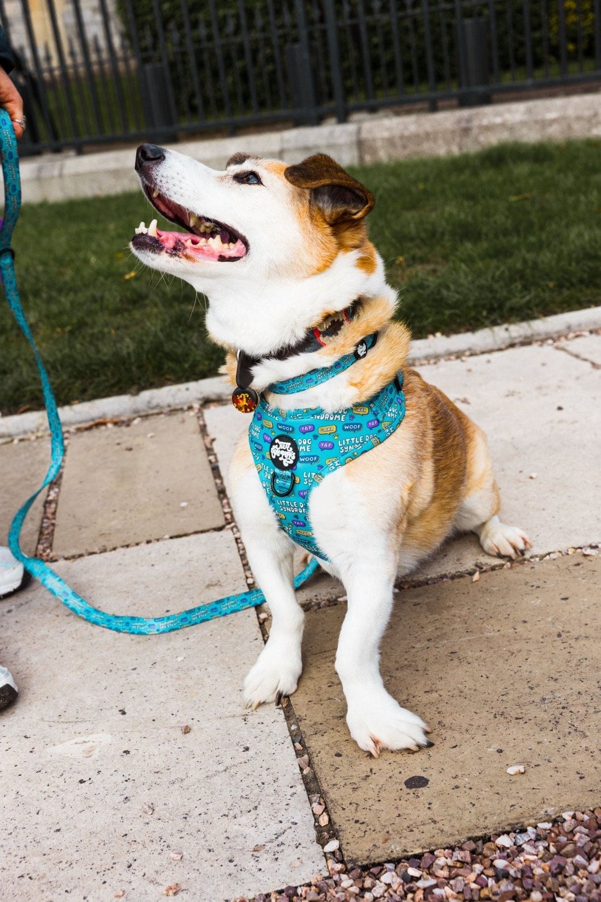 Little dog syndrome harness - Hey You Pups