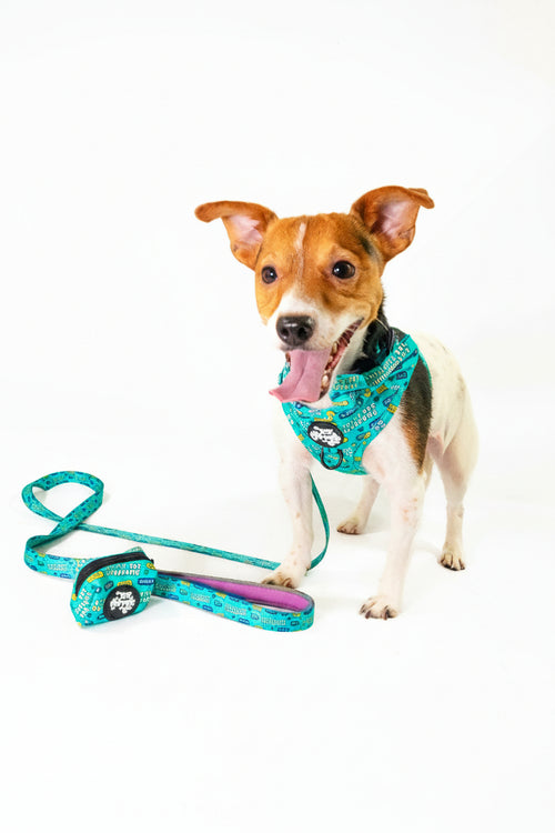 Little dog syndrome lead - Hey You Pups