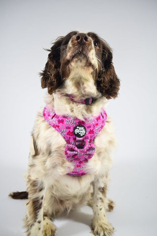 Needy bi**h harness