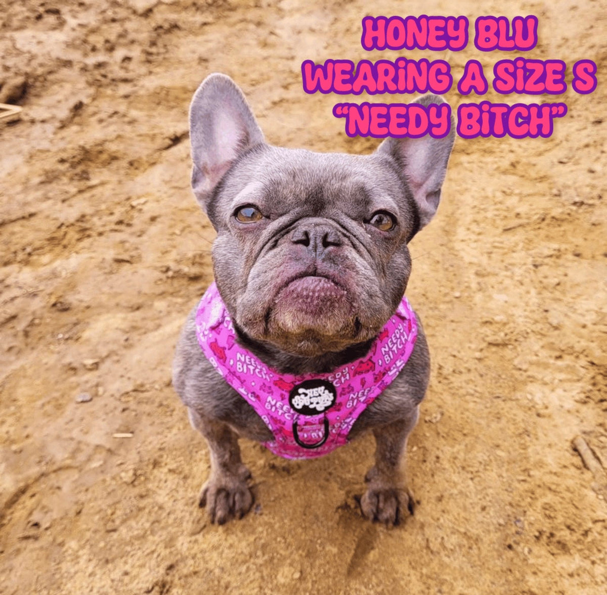 Needy bitch harness - Hey You Pups